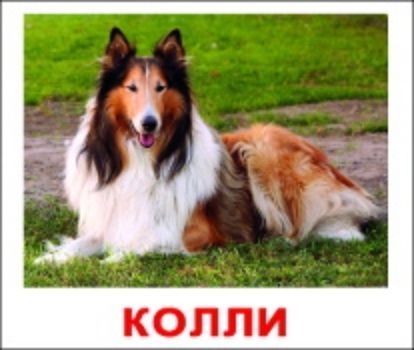 Набор обучающих карточек Породы собак Набор обучающих карточек Породы собакЗанятия с детьми дошкольного возраста<br>20 красочных карточек с фотографиями собак для детей.На обратной стороне напечатаны: факты, задания и загадки по теме. Просмотр таких картинок развивает у ребенка интеллект и формирует фотографическую память. Подробная инструкция прилагается.В набор вошли...<br><br>Год: 2015<br>Высота: 165<br>Ширина: 185<br>Толщина: 8