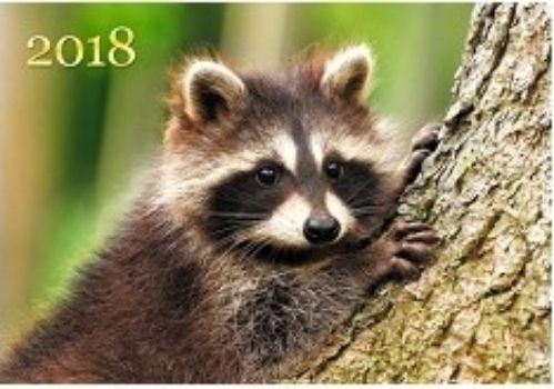 Календарь настенный одноблочный Живая планета. Енот 2018 Календарь настенный одноблочный Живая планета. Енот 2018Календари квартальные<br>Вашему вниманию предлагается квартальный одноблочный календарь с курсором на 2018 год. Длина календаря в развернутом виде 41,5 см.<br><br>Год: 2017<br>Высота: 210<br>Ширина: 305<br>Толщина: 5