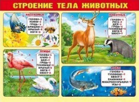 Плакат Строение тела животных Плакат Строение тела животныхУчащимся и абитуриентам<br>Обучающий плакат в удобной и наглядной форме познакомит ребенка со строением различных животных.Формат А2. Материал: картон.<br><br>Год: 2017<br>Высота: 440<br>Ширина: 600<br>Толщина: 1