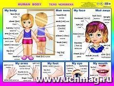 Плакат "Тело человека. Human body" — интернет-магазин УчМаг