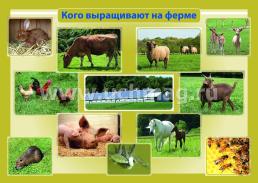 Комплект плакатов "Ферма. Животноводство": 4 плаката формата А3 с методическим сопровождением — интернет-магазин УчМаг