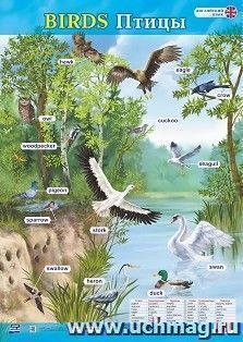 Учебный плакат. Английский язык. Birds. Птицы: Формат А2 — интернет-магазин УчМаг