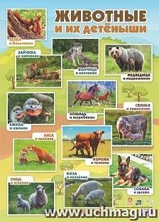 Тематический плакат. Животные и их детёныши: Формат А2 — интернет-магазин УчМаг