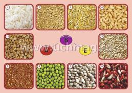 Комплект плакатов "Витамины в продуктах питания" (4 плаката "Фрукты", "Овощи", "Зерновые и бобовые", "Белковая пища" с методическим сопровождением): формат А3 — интернет-магазин УчМаг