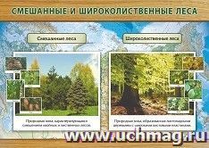 Плакат "Смешанные и широколиственные леса": формат А3 — интернет-магазин УчМаг