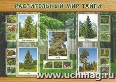 Плакат "Растительный мир тайги": формат А3 — интернет-магазин УчМаг