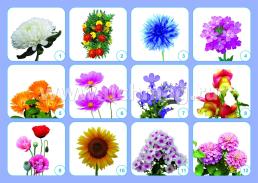 Комплект плакатов "Садовые цветы": 4 плаката формата А3 с методическим сопровождением — интернет-магазин УчМаг