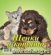 Календарь настольный перекидной Домик "Щенки и котята" 2024
