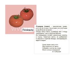 Овощи с грядки: 12 цветных карточек. Стихи и загадки — интернет-магазин УчМаг
