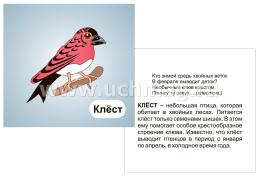 Птицы леса: 12 развивающих карточек с красочными картинками, стихами и загадками для занятий с детьми — интернет-магазин УчМаг