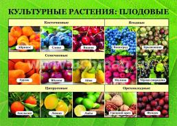Культурные растения: плодовые: 16 демонстрационных дидактических красочных карт с оборотом — интернет-магазин УчМаг