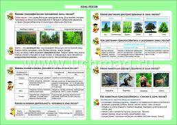 Окружающий мир. Зона лесов. 1-4 классы: Таблица-плакат 420х297 — интернет-магазин УчМаг