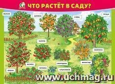 Плакат "Что растёт в саду?" — интернет-магазин УчМаг