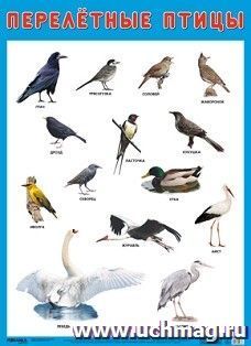 Развивающие плакаты. Перелетные птицы — интернет-магазин УчМаг