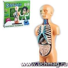 Научный опыт "Анатомия человека" — интернет-магазин УчМаг