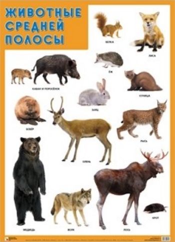 

Плакат "Животные средней полосы"