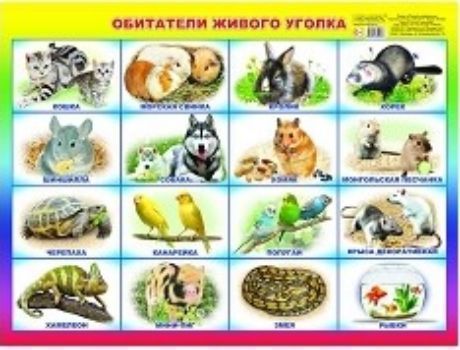 

Плакат "Обитатели живого уголка"