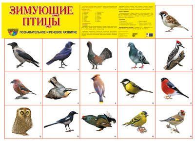 

Плакат "Зимующие птицы"