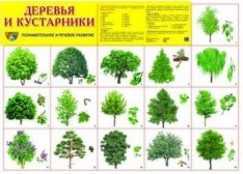 

Плакат "Деревья и кустарники"