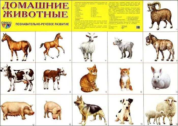 

Плакат "Домашние животные"