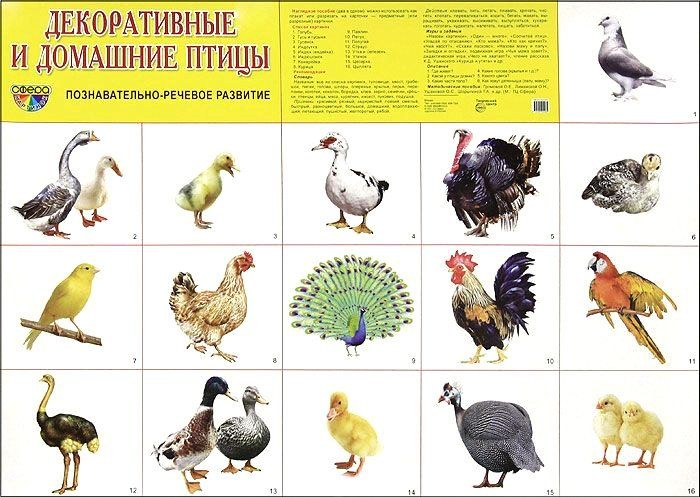 

Плакат "Домашние и декоративные птицы"