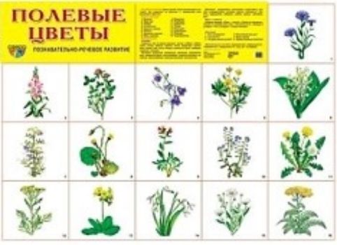 

Плакат "Полевые цветы"