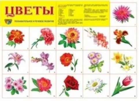 

Плакат "Цветы"