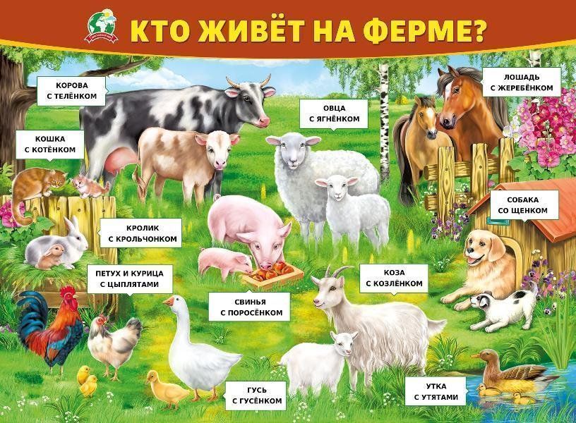 

Плакат "Кто живет на ферме"
