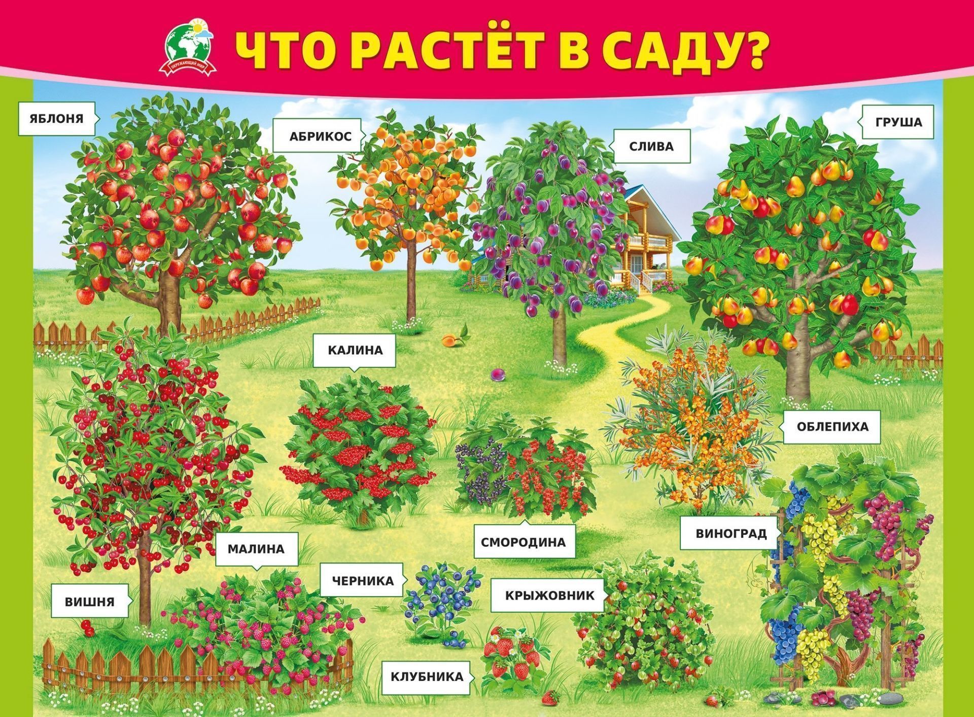 

Плакат "Что растёт в саду"
