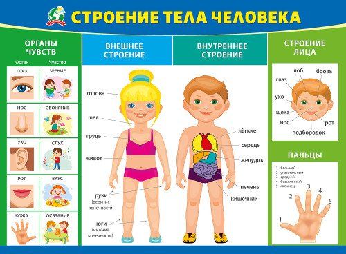 

Плакат "Строение тела человека"