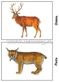 Демонстрационный материал. Животные, обитающие на территории нашей страны — интернет-магазин УчМаг