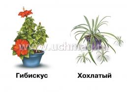 Демонстрационный материал. Комнатные растения и уход за ними — интернет-магазин УчМаг