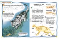 Кошки и котята. 100 фактов — интернет-магазин УчМаг