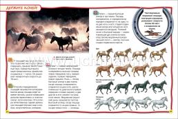 Лошади и пони. 100 фактов — интернет-магазин УчМаг