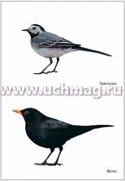 Мир в картинках. Птицы перелетные — интернет-магазин УчМаг