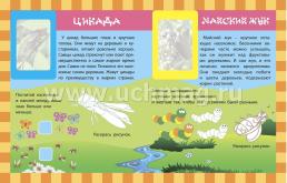 Насекомые. Сборник развивающих заданий с наклейками: Загадки, пословицы, скороговорки. 40 интерактивных заданий. Интересные факты о насекомых — интернет-магазин УчМаг