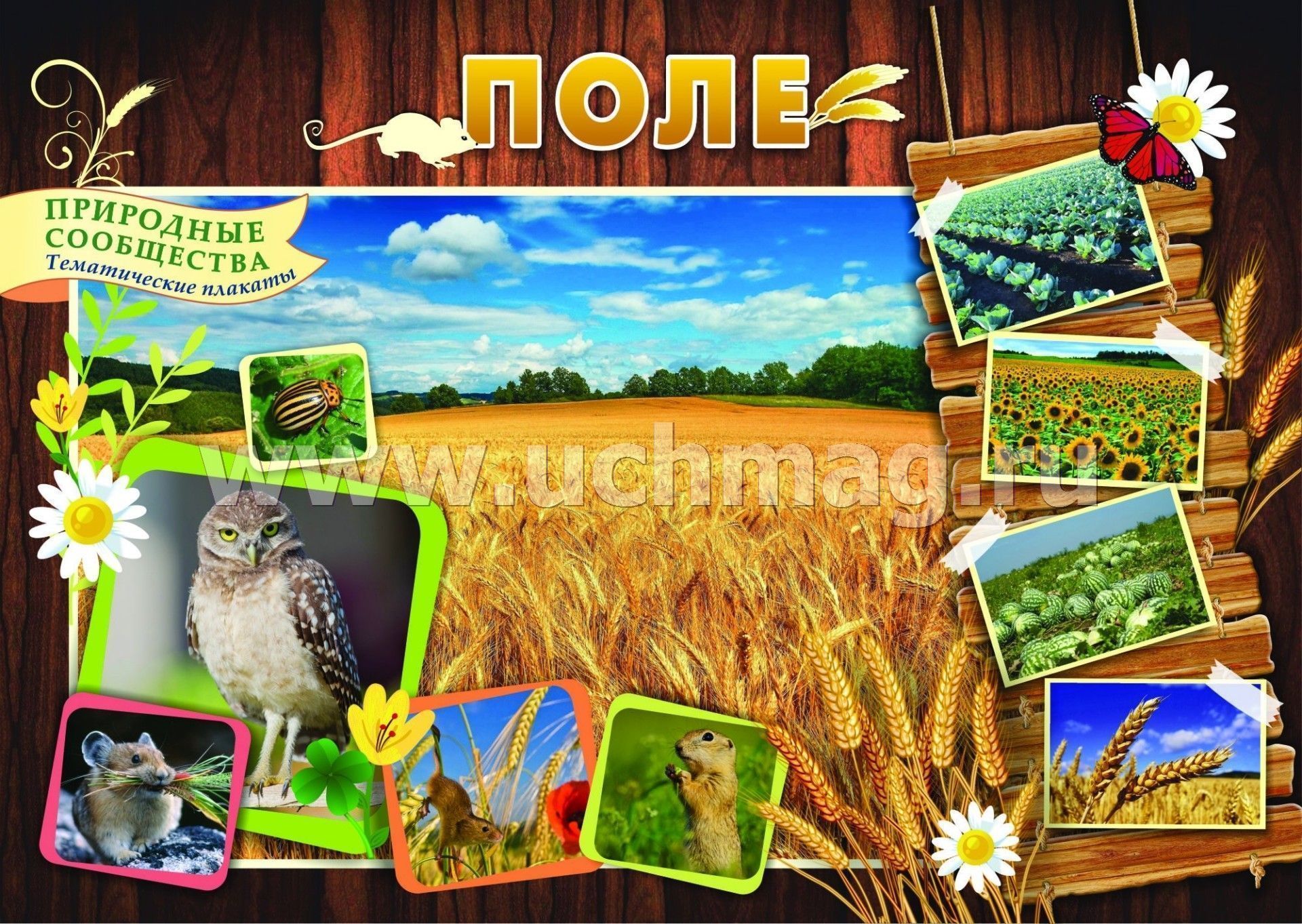 Природные сообщества видео. Картины с изображением природных сообществ. Природное сообщество плакат. Природные сообщества для дошкольников. Комплект плакатов «природные сообщества».