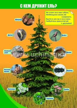 Комплект плакатов "Лес - наше богатство": 4 плаката формата А3 с методическим сопровождением — интернет-магазин УчМаг