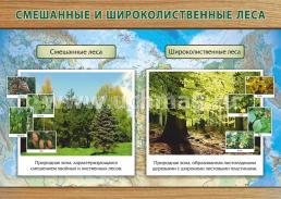 Комплект плакатов "Природные зоны: смешанные и широколиственные леса, тайга": 8 плакатов формата А3 с методическим сопровождением — интернет-магазин УчМаг