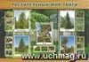 Плакат "Растительный мир тайги": формат А3