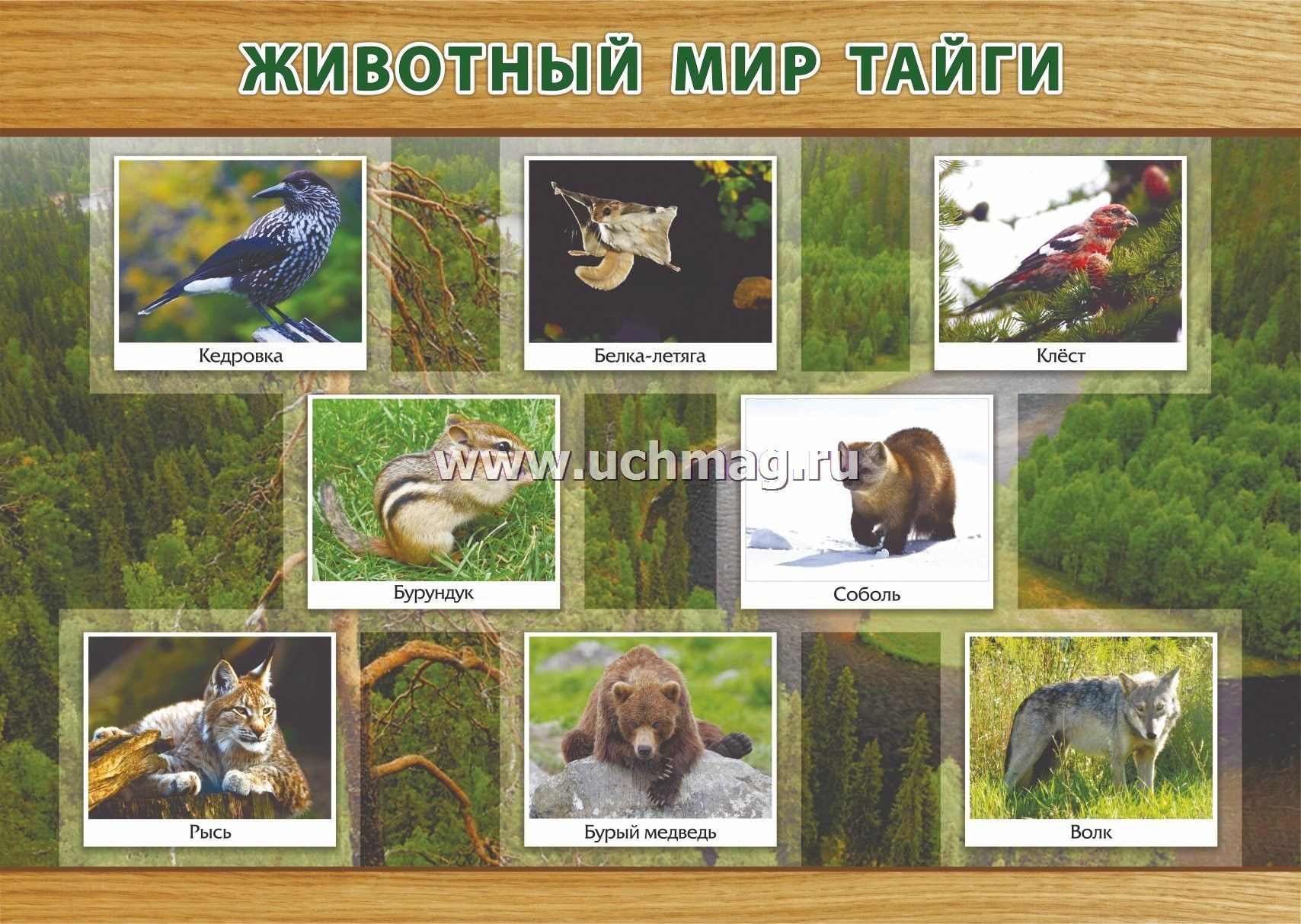 Плакат Животный мир тайги: формат А3 – купить по цене: 46,80 руб. в  интернет-магазине УчМаг