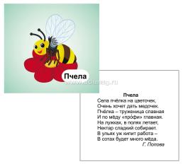 Насекомые: 12 развивающих карточек с красочными картинками, стихами и загадками для занятий с детьми — интернет-магазин УчМаг