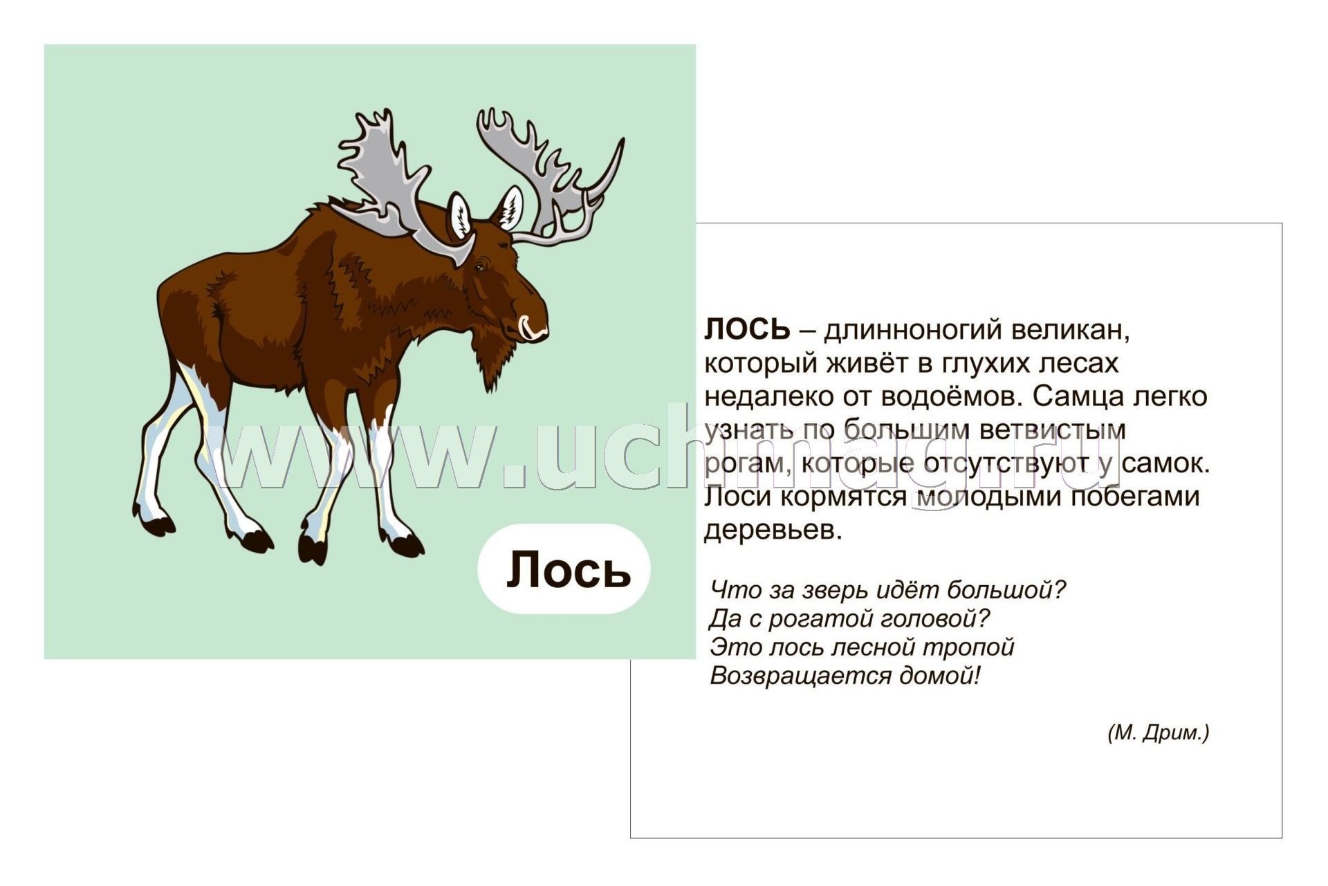 Лось окончание. Загадка про лося. Стих про лося. Стихотворение про лося. Загадка про лося для детей.