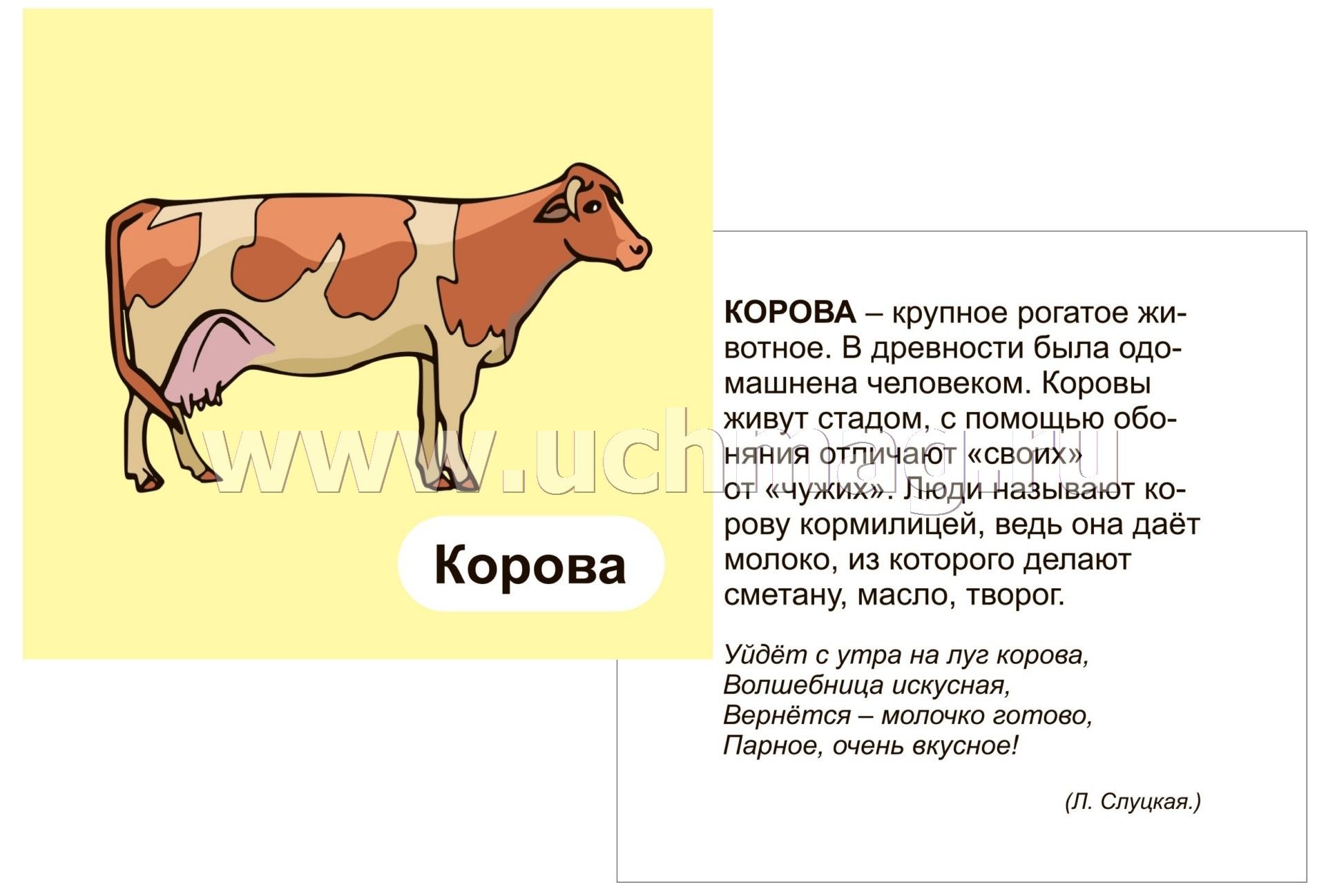 Что пьет корова загадка. Корова Слуцкая. Загадка про корову для дошкольников. Загадка про корову 2 класс. Загадка про корову для детей 3-4.