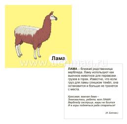 Домашние животные: 12 цветных карточек. Стихи и загадки — интернет-магазин УчМаг
