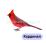 Птицы-питомцы: 12 развивающих карточек с красочными картинками, стихами и загадками для занятий с детьми — интернет-магазин УчМаг