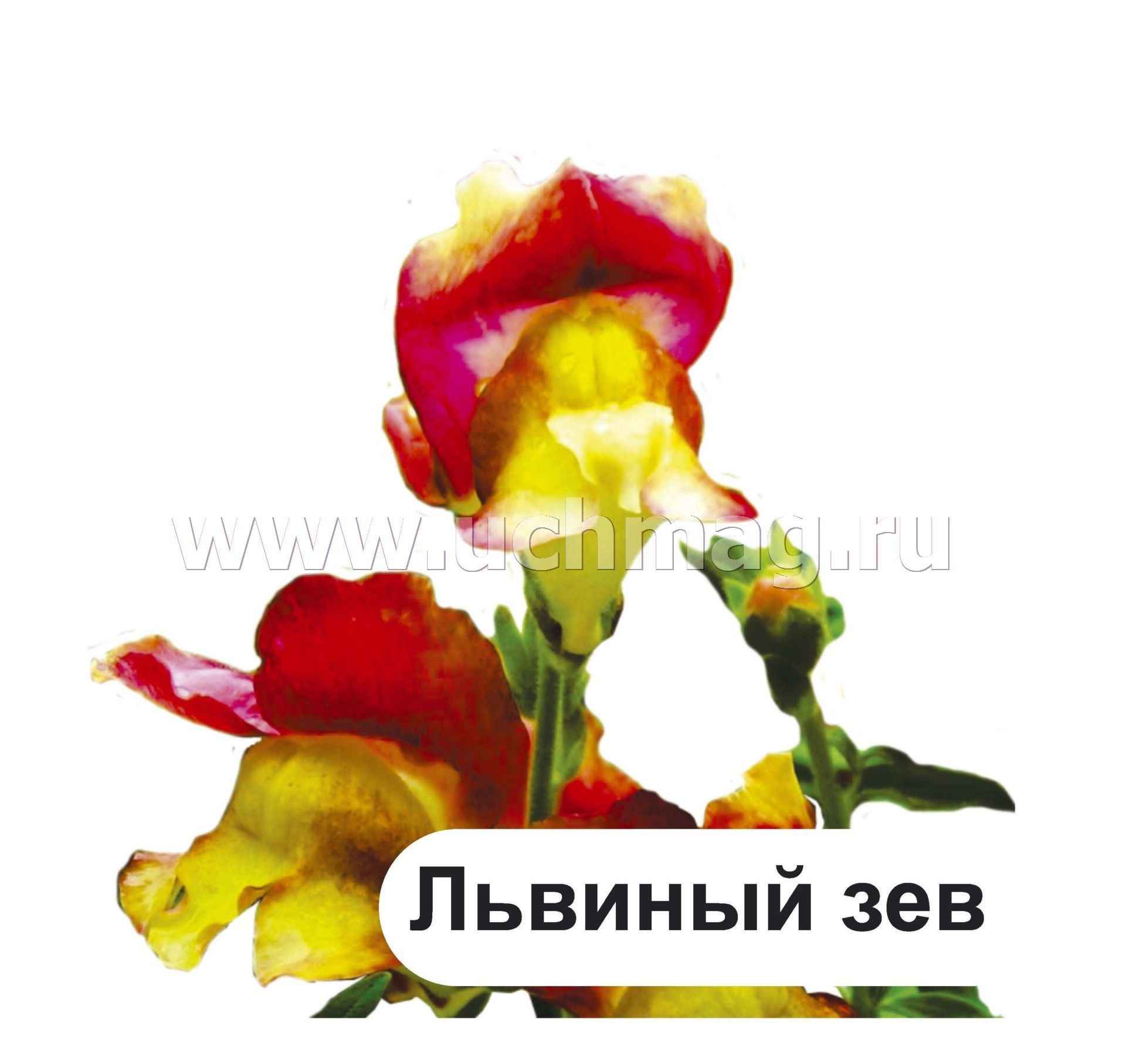 Львиный зев карта