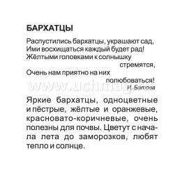 Однолетние садовые цветы: 12 развивающих карточек с красочными картинками, стихами и загадками для занятий с детьми — интернет-магазин УчМаг