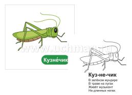 Мои первые слова. 12 развивающих карточек с картинками зеленого цвета, стихами, загадками, рисунками для речевых, познавательных, изобразительных занятий с — интернет-магазин УчМаг