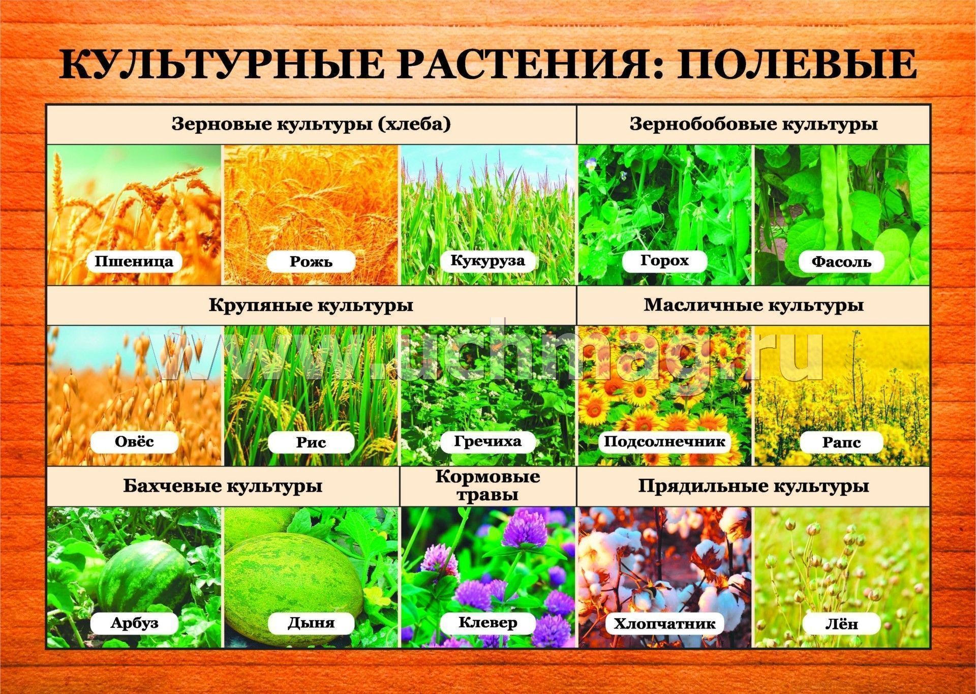 Распределите культурные растения по группам. Образцы культурных растений. Культурные растения растения. Полевые культуры растений. Классификация культурных растений.